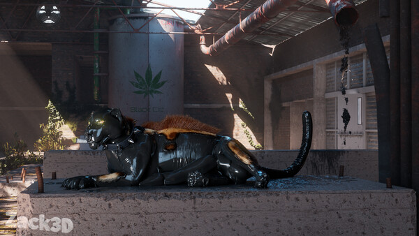Black Cat Strain